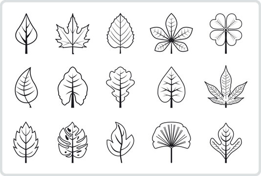 Set of different type of leaf leaves in outlined vector