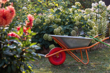 A garden wheelbarrow and a rake in the backyard of the house. The concept of housework, gardening and country life. Preparing the garden for autumn and winter. Closing of the summer season.