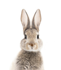 photo portrait of a bunny or rabbit on a white background for digital printing wallpaper, custom...