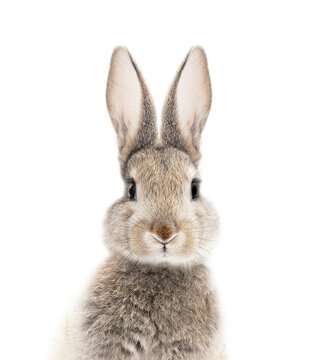 Fototapeta photo portrait of a bunny or rabbit on a white background for digital printing wallpaper, custom design 