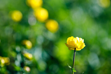 a yellow flower on a blurry meadow background on a summer day. natural blurred background of flowers and grass