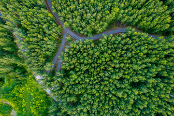 green summer forest and asphalt road drone view