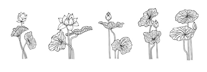 Linear sketch of lotus flowers,buds and leaves.Vector graphics.