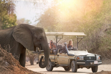 On a safari in Africa: unrecognisible tourists in open roof safari car watching elephant in foreground. ManaPools, Zimbabwe.  - obrazy, fototapety, plakaty