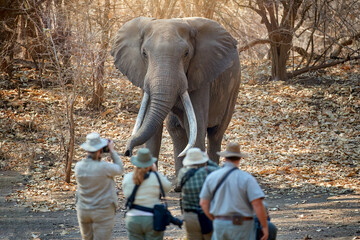 On safari in Africa: a view of a group of tourists from behind, standing in front of a huge male elephant with long tusks. Safari walk in the wildderness of ManaPools dry forest, Zimbabwe.  - obrazy, fototapety, plakaty