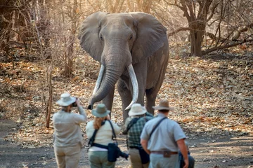 Zelfklevend Fotobehang On safari in Africa: a view of a group of tourists from behind, standing in front of a huge male elephant with long tusks. Safari walk in the wildderness of ManaPools dry forest, Zimbabwe.  © Martin Mecnarowski