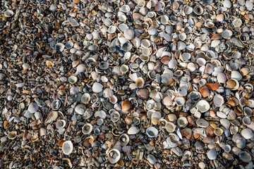 Plage de coquillages