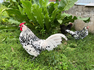 Hamburg rooster and chicken at the outdoor field in home garden.