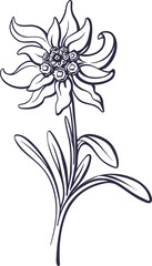 Edelweiss flower, leaves. Vector mountain plant. Hand drawn graphic illustration in sketch style. Symbol of Bavaria and Oktoberfest holiday
