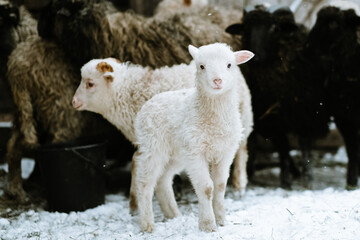 White young lamb stands smiling in the winter barn of other lamb