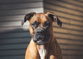 Porträt eines Boxers