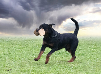 training of rottweiler for retrieving an object