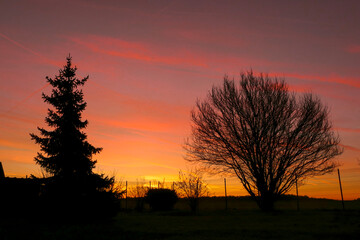 Sunset or sunrise in the nature. Dramatic sky with silhouette of trees. 