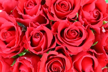 Many red roses . Background. Top view.
