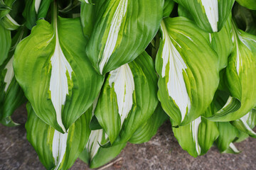 shrub with white and green bicolor leaves