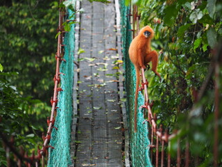 Maroon langur also knows as maroon leaf monkey or red leaf monkey (Presbytis rubicunda) in Danum Valley Sabah Borneo Malaysia