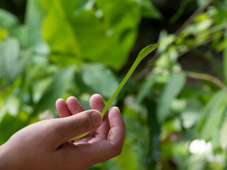 Hand holding Green vine snake also knows as oriental whip snakes (Ahaetulla Prasina)