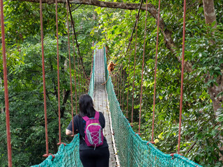 Unidentified woman encountered a maroon langur also knows as maroon leaf monkey or red leaf monkey (Presbytis rubicunda) in Danum Valley Sabah Borneo Malaysia