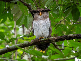 Barred eagle-owl Bubo Sumatranus perching on tree branch in Danum Valley rainforest Sabah Borneo Malaysia