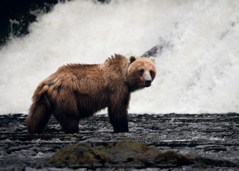 Obraz premium Grizzly Bear in Alaska