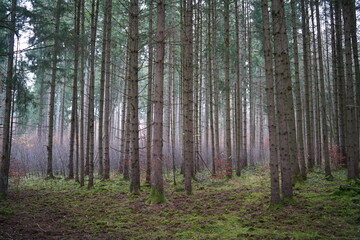 Nadelwald in Bayern