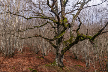 Obraz premium Big tree, bare in winter