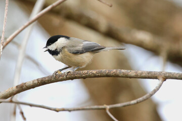 Carolina chickadee perched on limb eating a seed on a sunny day with blurred background. 