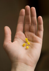 Mimosa flower in a hand