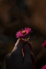 View on pink aster in a hand