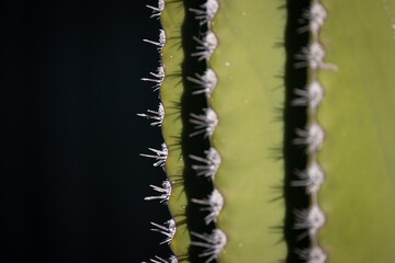 Cardon Cactus Spines