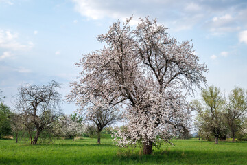 Blooming apple tree in orchard at springtime. Fruit garden