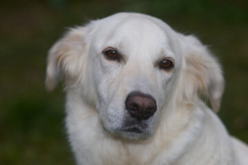 Portrait eines weißen Mischlingshundes, braune Augen, melancholischer Blick