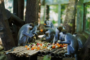 Monkey family eating fruits at the zoo - 562198414