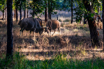 Close up of huge indian gaurs in the wild