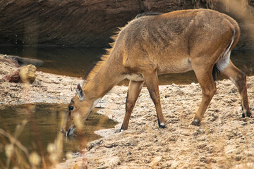 Obraz na płótnie Canvas Amazing close-up of a wild female sambar deer