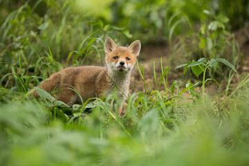 Little red fox, vulpes vulpes, looking to the camera on grass in spring. Orange cub watching in forest in springtime. Small mammal staring on green ground.