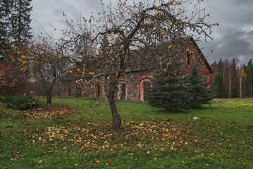 Old apple trees in autumn landscape with old masonry farm building