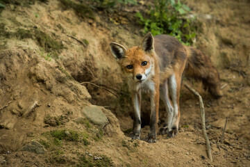 Red fox, vulpes vulpes, looking to the camera on ground in springtime. Orange mammal watching on dirt in forest. Little predator staring on sand in woodland.