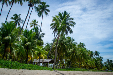 Fototapeta na wymiar Beaches of Brazil - Maragogi, Alagoas state