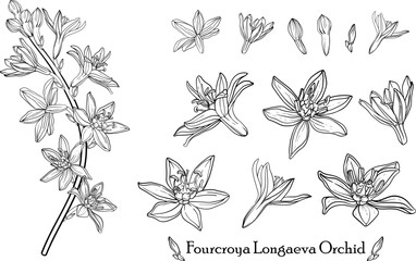 Fourcroya Longaeva Orchid. Graphic flowers Graphic. Vector flowers.