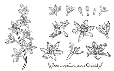 Fototapeta premium Fourcroya Longaeva Orchid. Graphic flowers Graphic. Vector flowers.