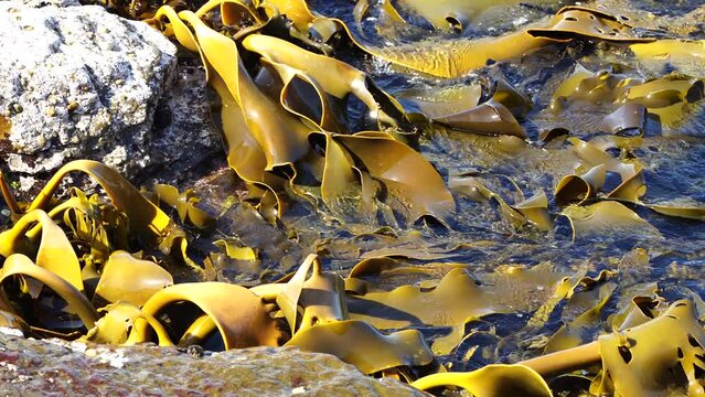 Bull kelp seaweed growing on rocks. Edible seaweed ready to harvest in the ocean