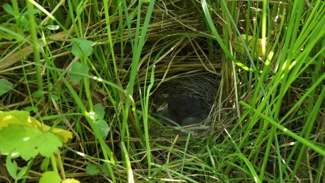 Whinchat nestlings waiting for food in nest on a hot summer day in Estonia, Northern Europe