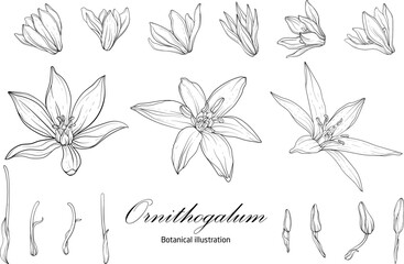 Botanical illustration, flower compositions. Botanica. Black and white