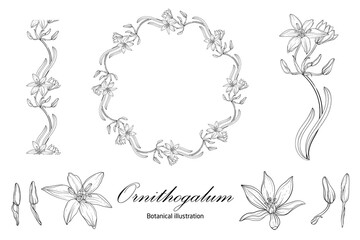 Botanical illustration, flower compositions, flower wreaths. Black and White Graphics