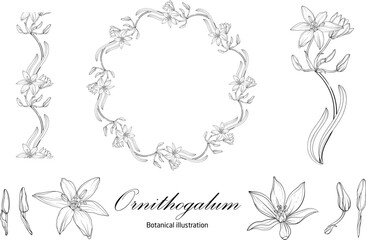 Fototapeta premium Botanical illustration, flower compositions, flower wreaths. Black and White Graphics