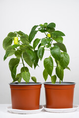 Growing peppers from seeds. Step 10 - small green peppers on the branch.