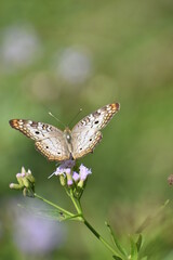 butterfly on a flower