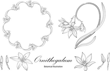 Botanical illustration, flower compositions, flower wreaths. Black and White Graphics