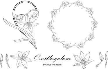 Botanical illustration, flower compositions, flower wreaths. Black and White Graphics